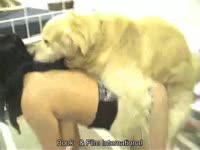 Hairy mutt climbs on a teen's back